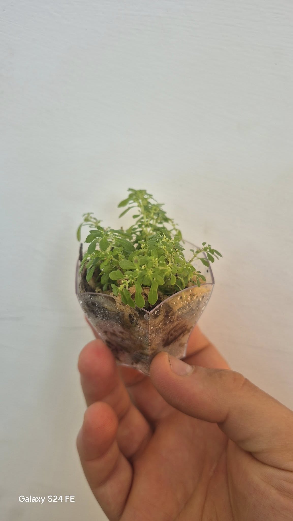 Pilea microphylla